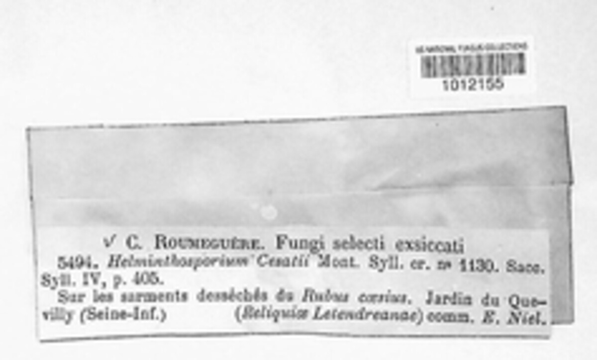 Endophragmiella image